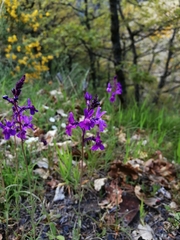 Linaria elegans