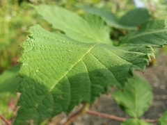Rubus lainzii