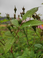 Rosa multiflora cathayensis