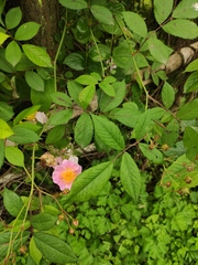 Rosa multiflora cathayensis