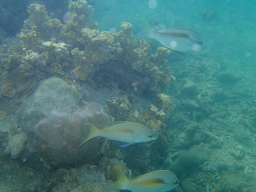Scolopsis regina