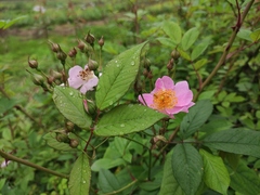 Rosa multiflora cathayensis