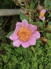 Rosa multiflora cathayensis