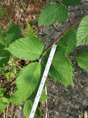 Rubus lainzii