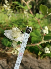 Rubus lainzii