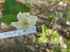 Rubus lainzii
