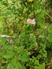 Rosa multiflora cathayensis