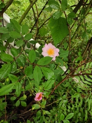 Rosa multiflora cathayensis