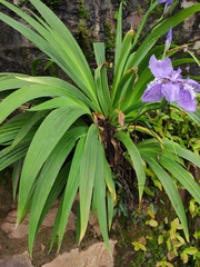 Iris tectorum