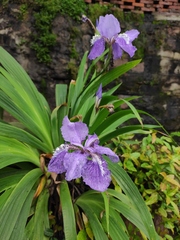 Iris tectorum