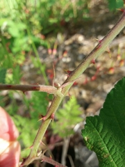 Rubus lainzii
