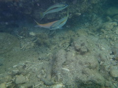 Scolopsis monogramma