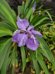 Iris tectorum