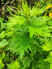 Artemisia argyi