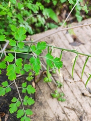 Corydalis pallida