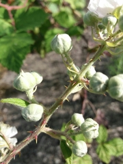 Rubus lainzii