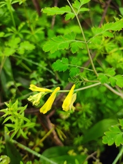Corydalis pallida