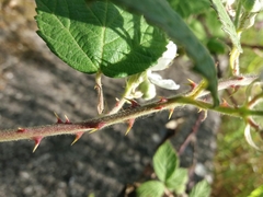 Rubus lainzii