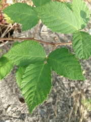 Rubus lainzii