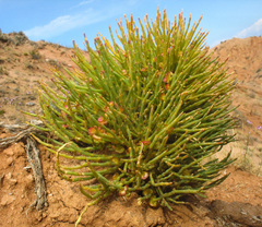 Anabasis cretacea