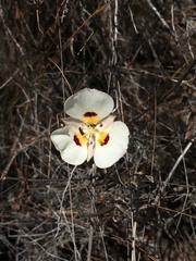 Calochortus dunnii