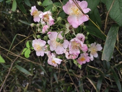 Rosa multiflora cathayensis
