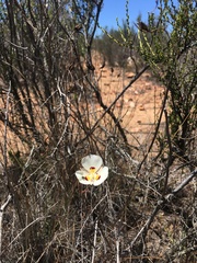 Calochortus dunnii