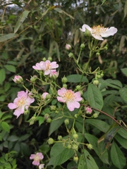 Rosa multiflora cathayensis
