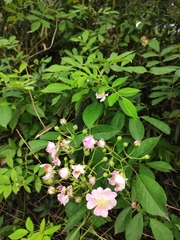 Rosa multiflora cathayensis