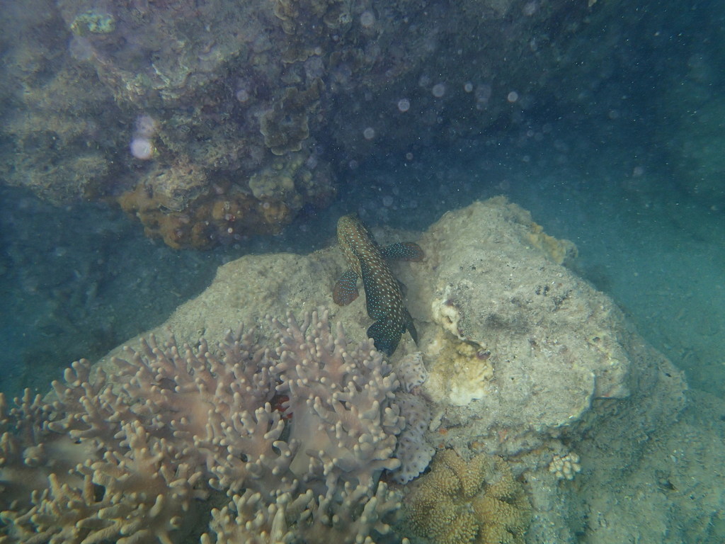 Blue Spotted Hind