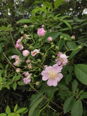 Rosa multiflora cathayensis