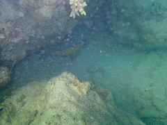 Cephalopholis cyanostigma