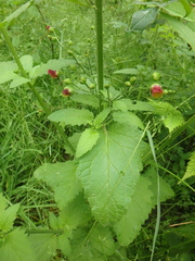 Scrophularia scopolii