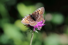 Melitaea diamina