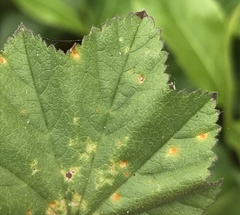 Puccinia malvacearum