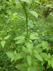Scrophularia scopolii