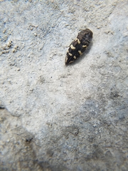 Acmaeodera bowditchi
