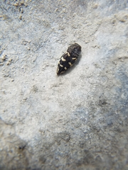 Acmaeodera bowditchi