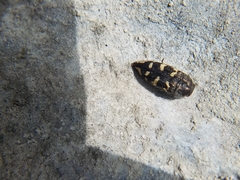 Acmaeodera bowditchi