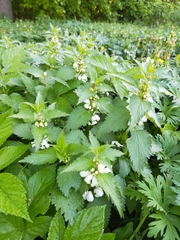 Lamium album