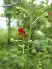 Scrophularia scopolii