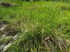Carex sempervirens