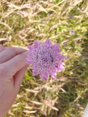 Sixalix atropurpurea