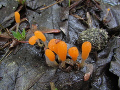 Mitrula lunulatospora