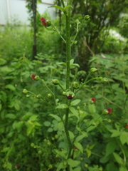 Scrophularia scopolii