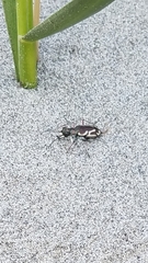 Cicindela bellissima