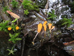 Mitrula lunulatospora