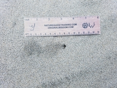 Cicindela bellissima