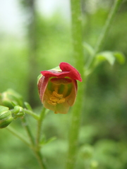 Scrophularia scopolii