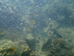 Chaetodon rainfordi